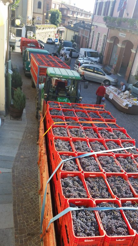 Italia: Vinsmaking i Barbaresco