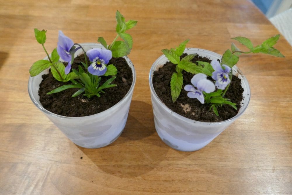 Blomsterpottedessert